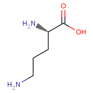 L_ornithine