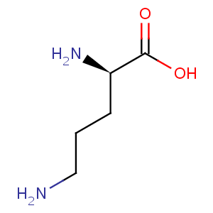 D_ornithine